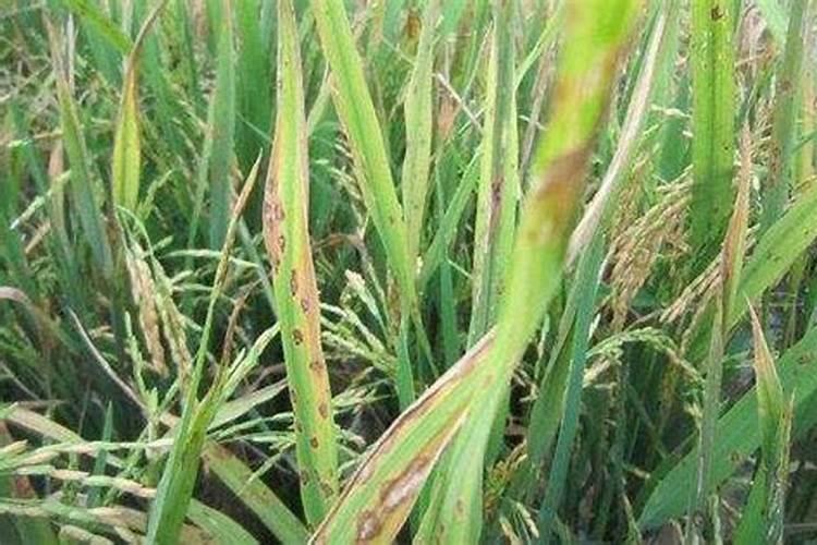 水稻杀菌剂大豆可以混用吗？