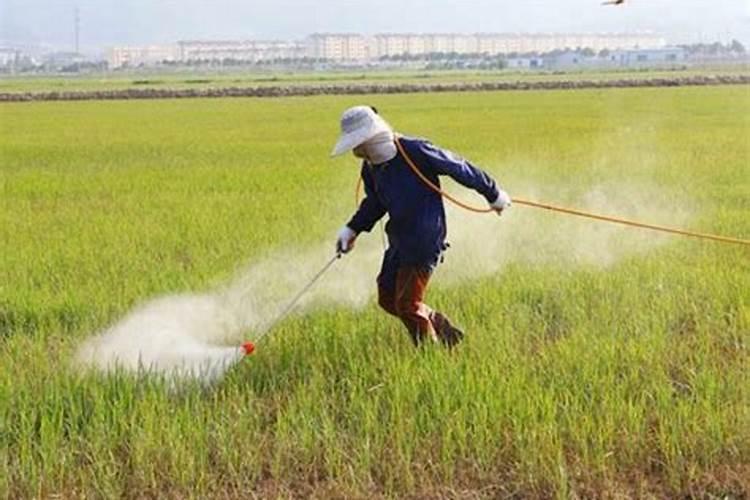 丝瓜最怕什么肥料 丝瓜不能使用什么肥料