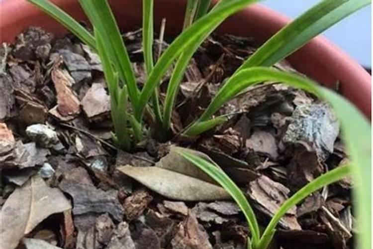 兰花出芽期怎么管理