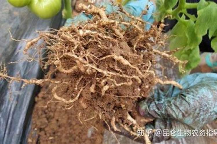 水稻叶尖枯病,水稻干尖线虫病