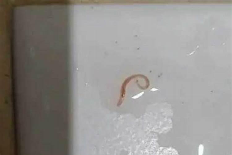葡萄上一次性肥旋地好还是不旋好？