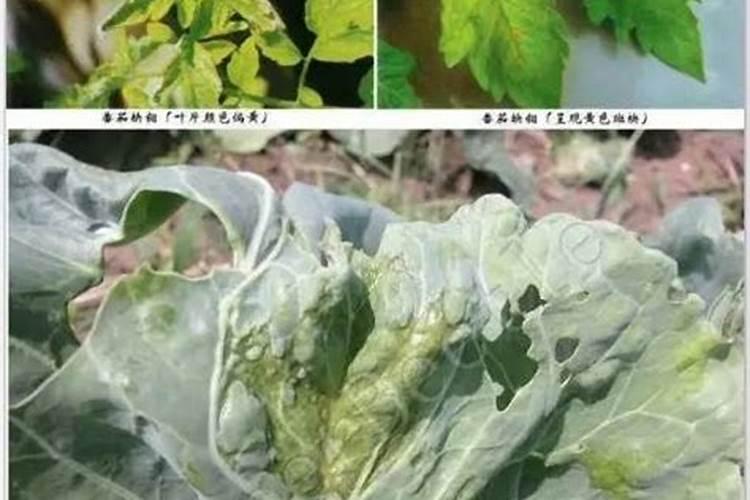 肥害的症状及解救方法