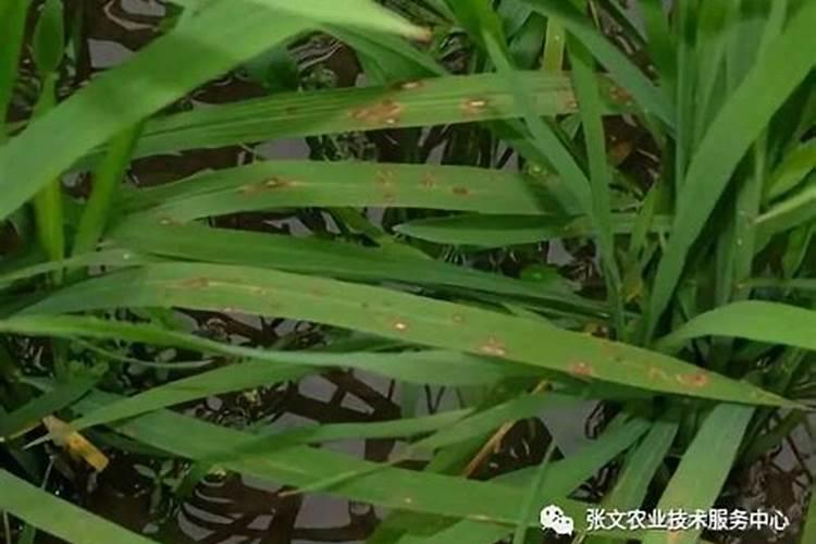 水稻施用氮肥过量有何危害