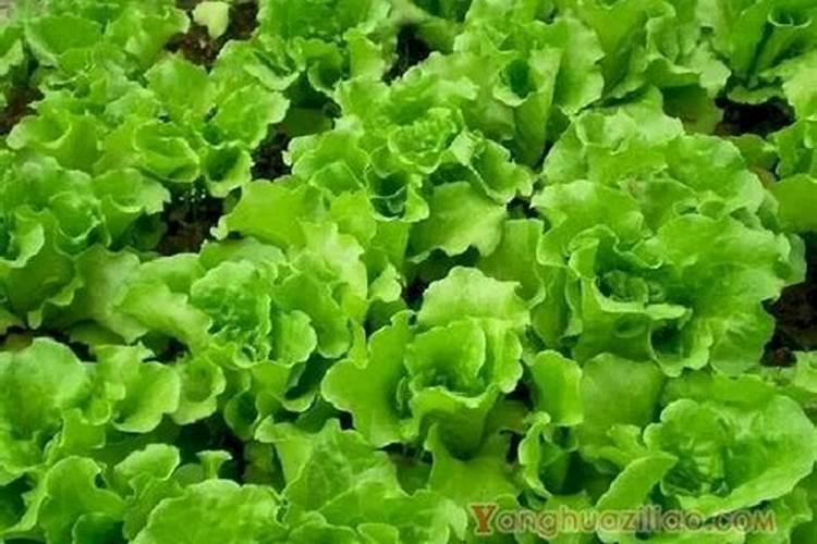 种植蔬菜用什么肥料最好