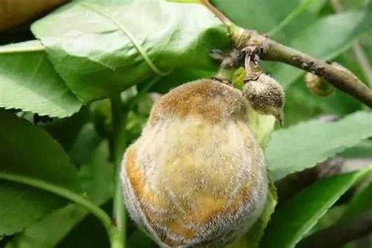 水梅花用什么肥料