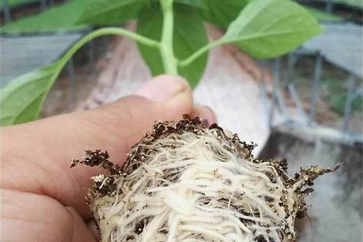 西瓜苗期用什么肥料好 西瓜应该怎么养殖