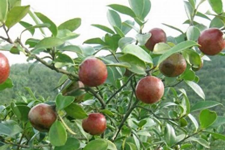 油茶树促花芽分化的方法