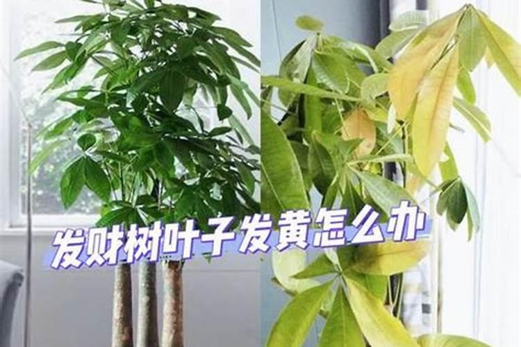 发财树叶子发黄怎么补救