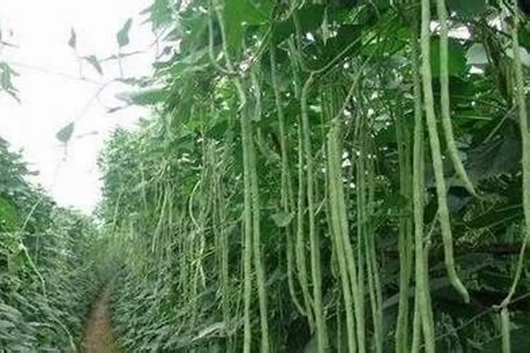 豇豆、黄瓜幼苗怎样施肥？什么时候施？什么肥好。