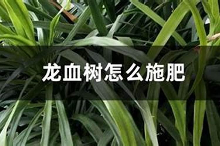龙血树上什么肥