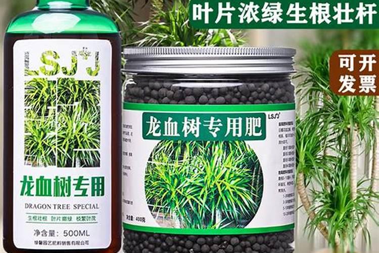 龙血树用什么肥料好