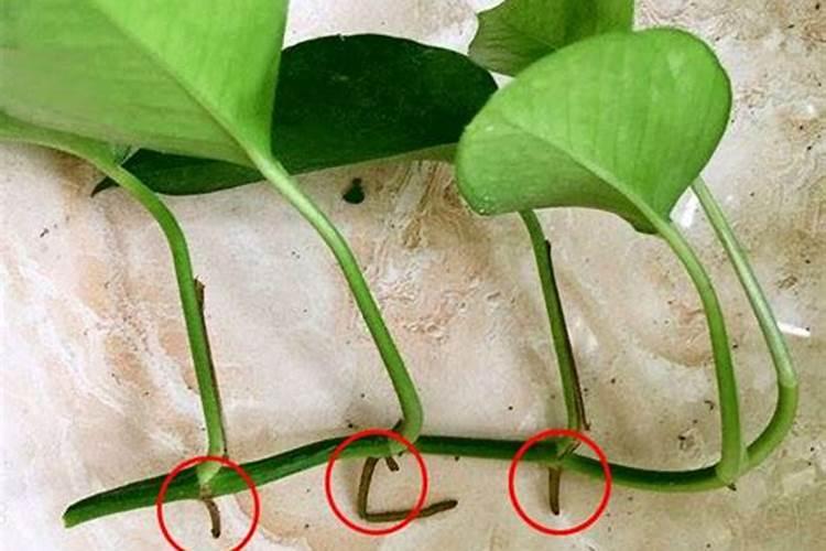 绿萝用什么肥料长得快