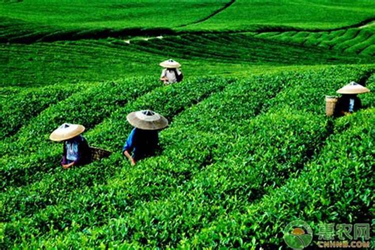 茶叶施什么肥