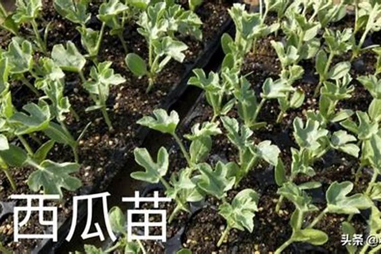 西瓜用什么追肥好