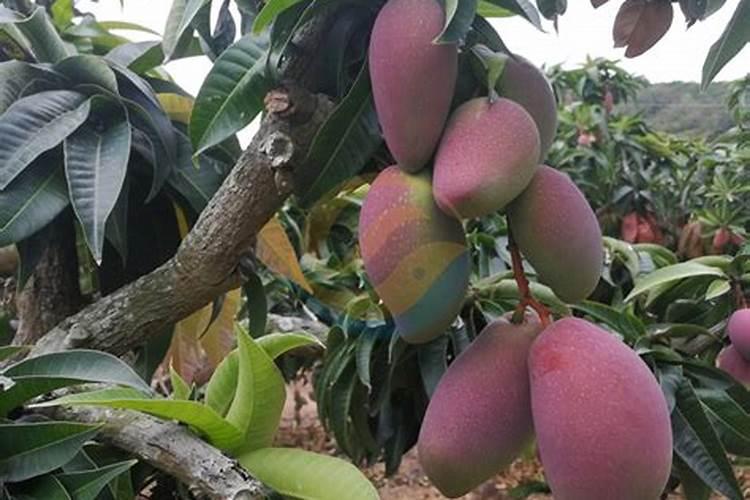 高产芒果需要掌握什么种植技巧 芒果施肥方法介绍