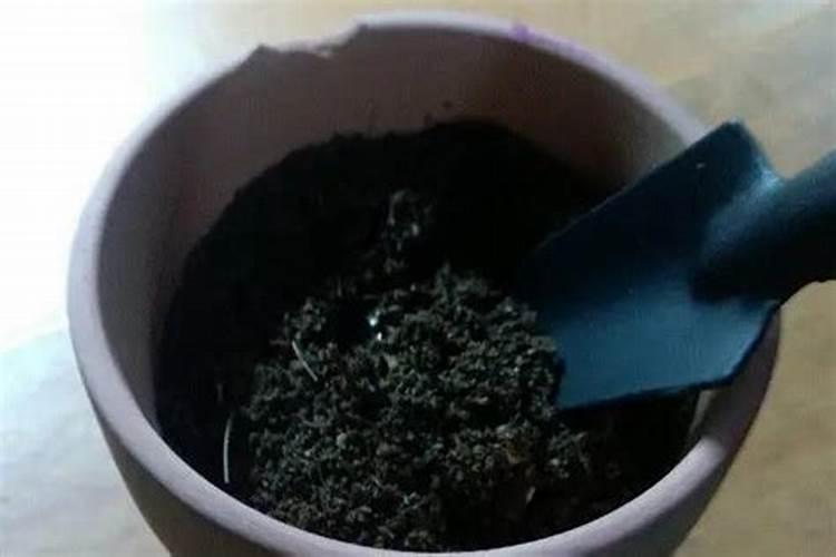 养花施肥太多怎么补救