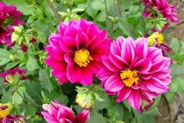 小丽花的养殖方法 小丽花生长条件是什么