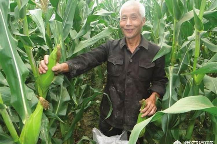茶花的养殖方法和注意事项