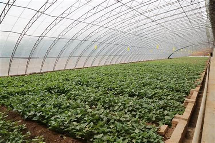 红薯苗喷什么叶面肥生长快,红薯苗什么时候种植好
