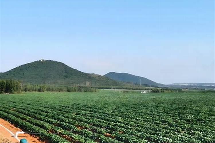 红薯施肥注意事项是什么