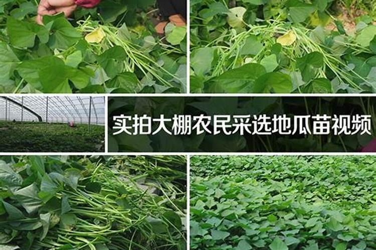 红薯苗长出地面喷什么叶面肥最好？