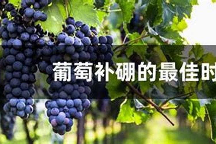 葡萄开花期间能不能既浇水又施硼肥呀