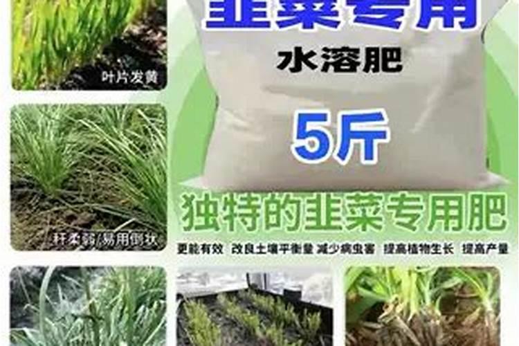 韭菜用什么肥料长得旺
