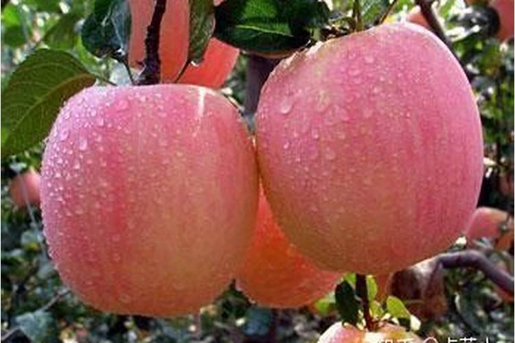 苹果树施什么肥料好？