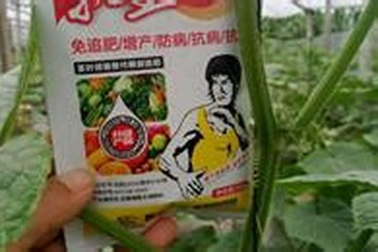 如何给黄瓜喷施叶面肥？ 简述有效防治子囊菌、担子菌和半知菌所致病害的...