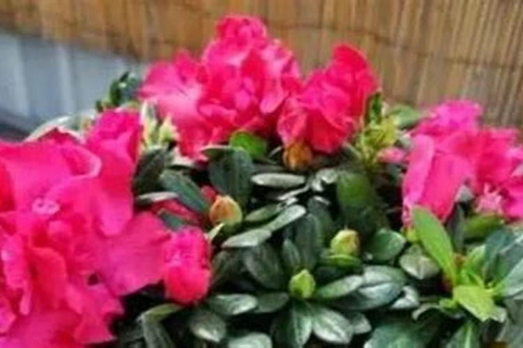 杜鹃花枝水生能发根吗？