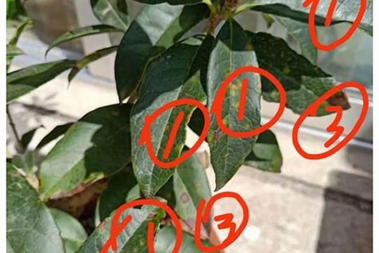 你好桂花叶子上有黄色？