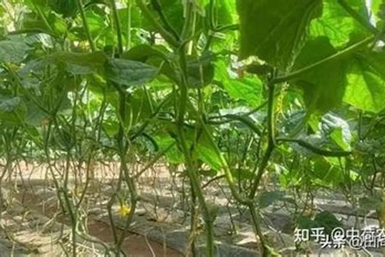 黄瓜施用叶面肥需要注意什么