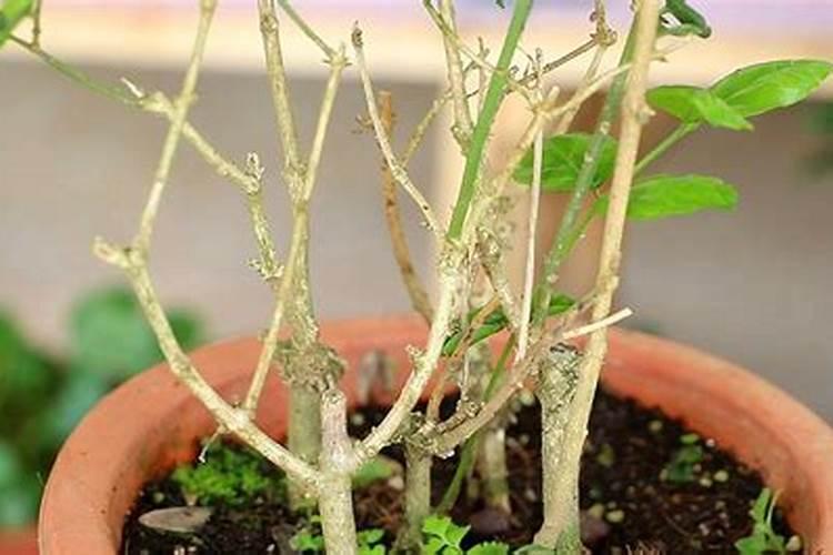 茉莉花施什么肥好茉莉花应该施什么肥