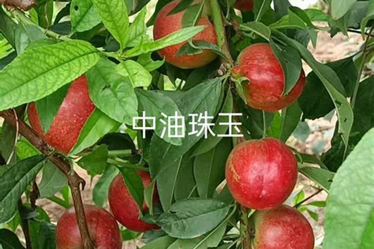 叶面肥什么牌子最好