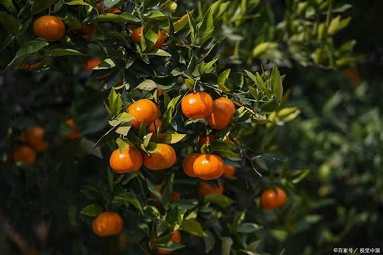 果树增甜叶面肥有哪些品牌,沃柑保花保果防裂,什么时间施肥好？