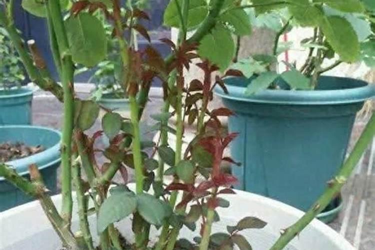 月季花施肥方法怎样给月季花施肥