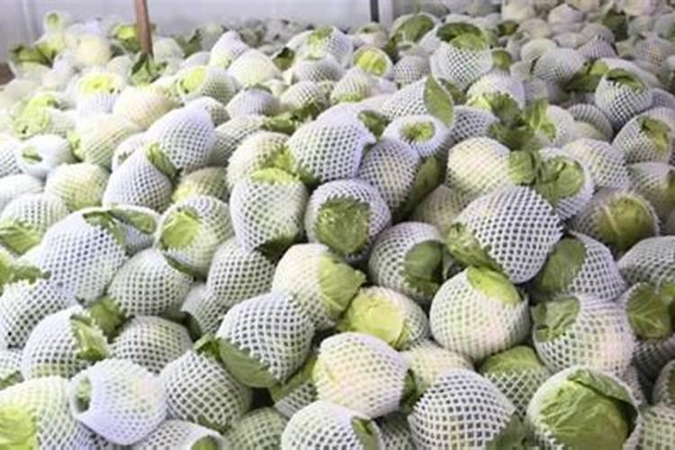 小铁头菜红头是什么原因