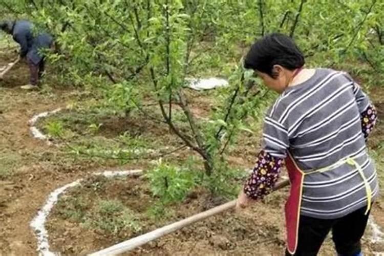 果树为什么施肥后一定要浇水？有什么讲究呢？
