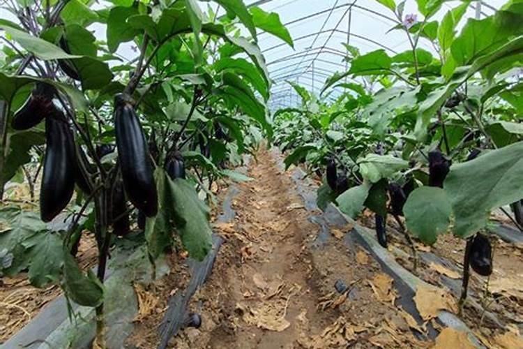 茄子追肥用什么肥料好 几月份开始追肥