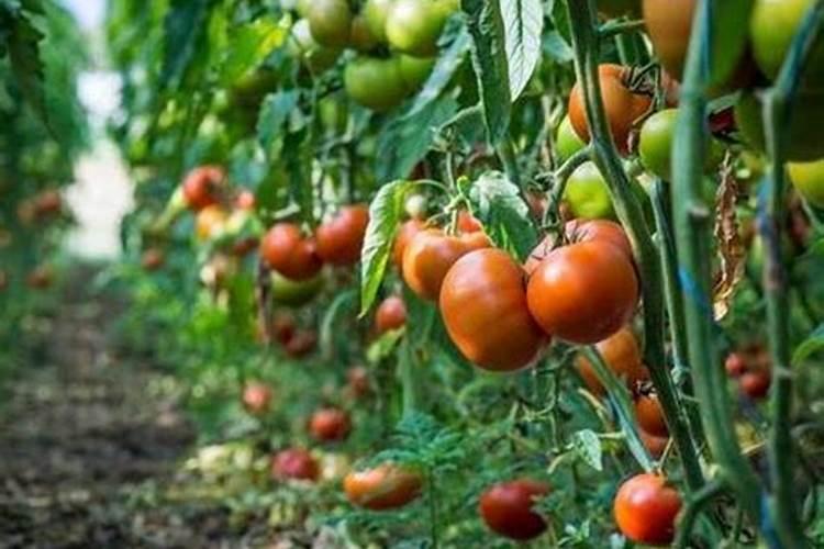 番茄挂果后怎么施肥 番茄施肥用什么肥料好