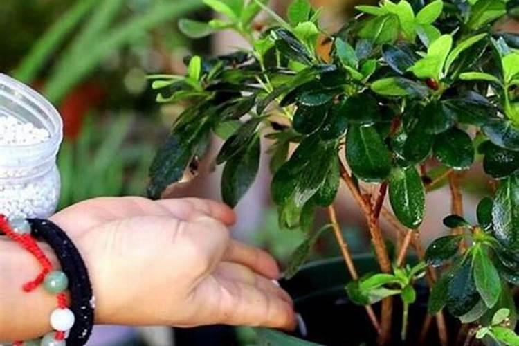 杜鹃花的施肥方法和注意事项
