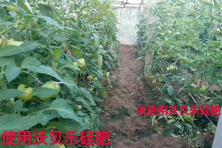 叶面硅肥的使用禁忌