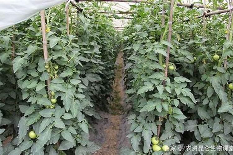 大西红柿用什么叶面肥能使果实膨大？