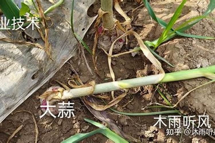 大蒜追肥用什么肥料