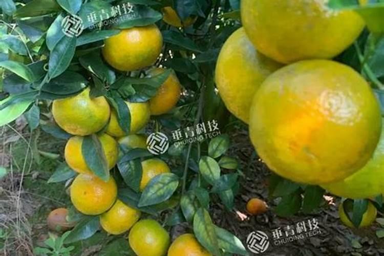 葡萄什么时候施肥葡萄的施肥时间