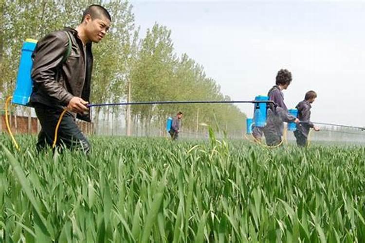 小麦叶面肥是什么时期可以用的？大概是哪个时间段？