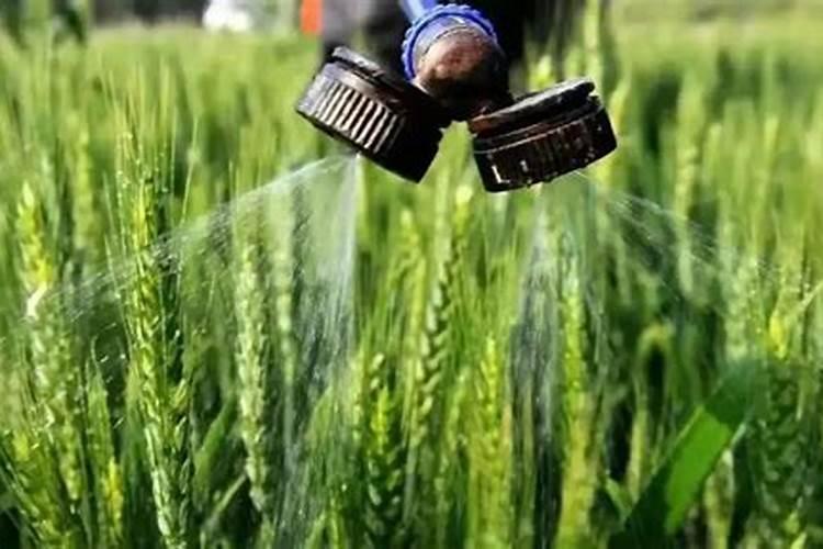 玉米叶面肥用尿素水可以吗