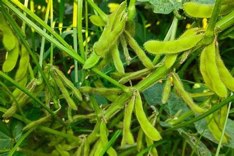 哪些豆科植物可以固氮
