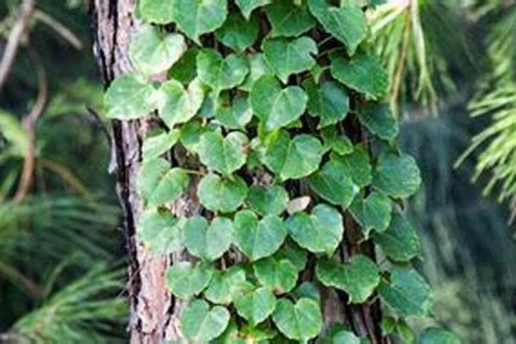 夏天就养这6种花,1个月就爬墙,连窗帘都省了!