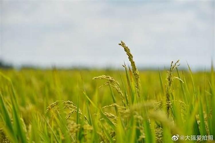水稻用什么肥好